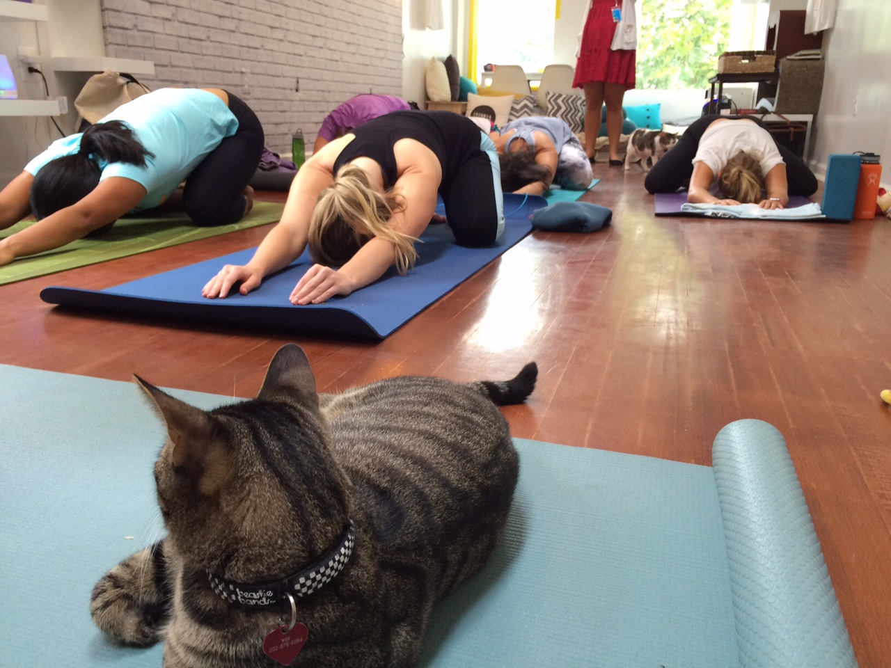 Purrfecting your down dog at cat yoga WTOP News