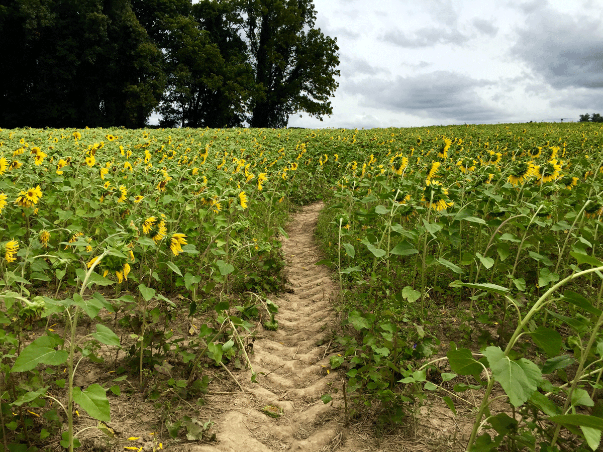 A day in the life of a blooming sunflower farm WTOP