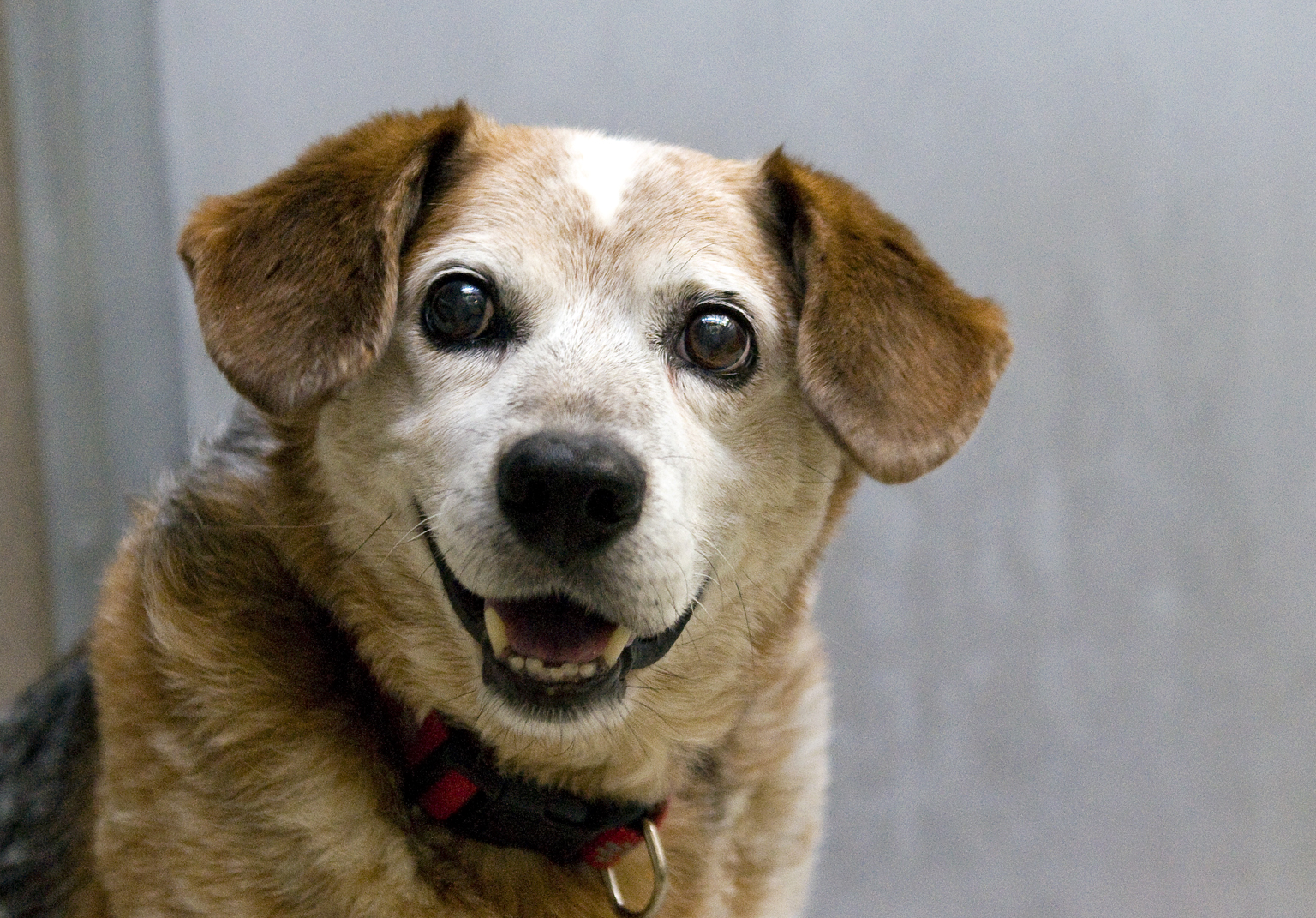 Pet of the Week Pops WTOP