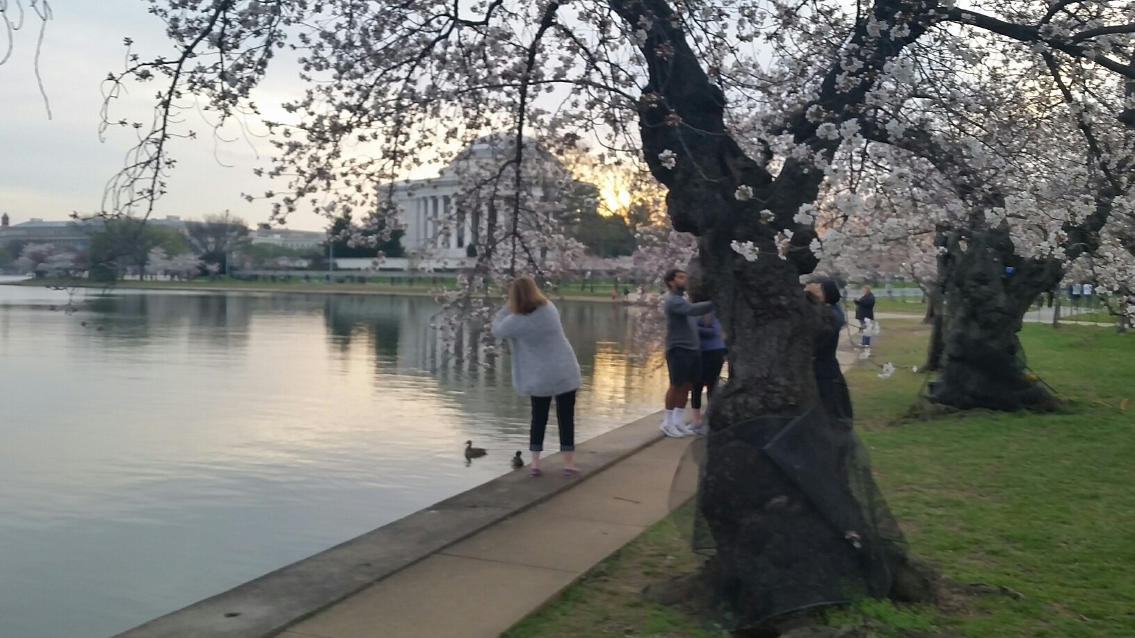 Photos D.C.’s Cherry Blossoms 2016 WTOP