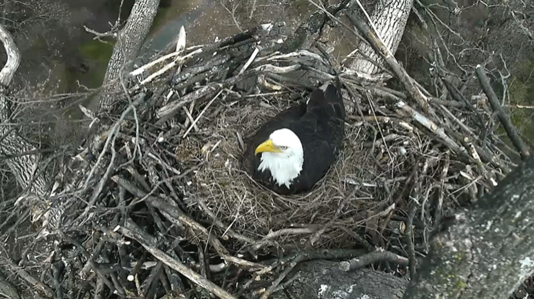 Cameras show newly nesting National Arboretum bald eagles WTOP News