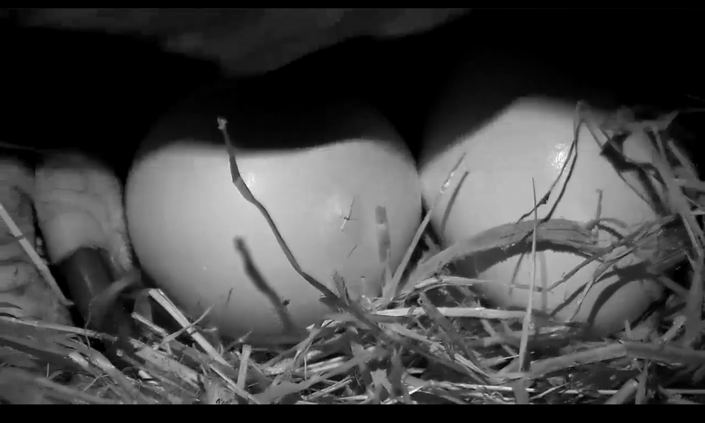 Oh babies! Second bald eagle hatches Sunday (Photos) WTOP