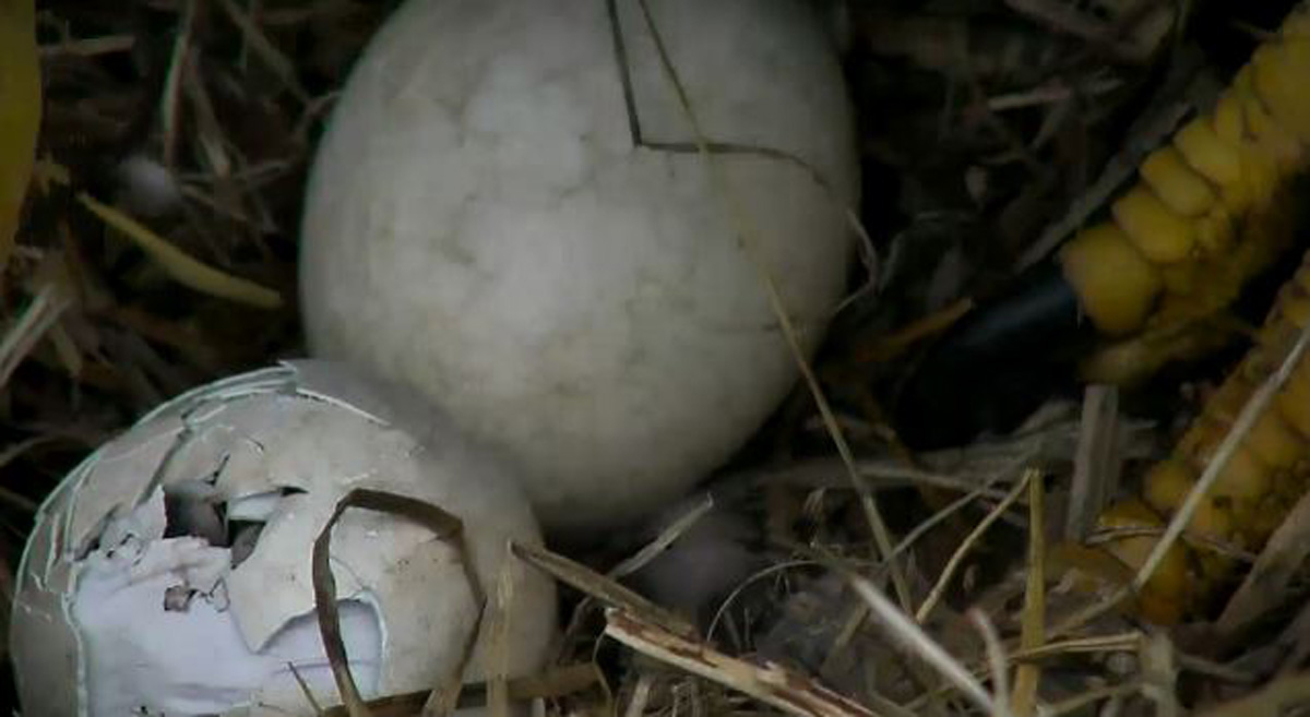 Oh babies! Second bald eagle hatches Sunday (Photos) WTOP