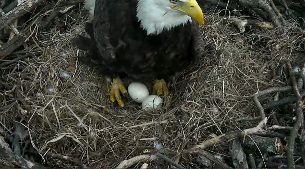 Oh babies! Second bald eagle hatches Sunday (Photos) WTOP