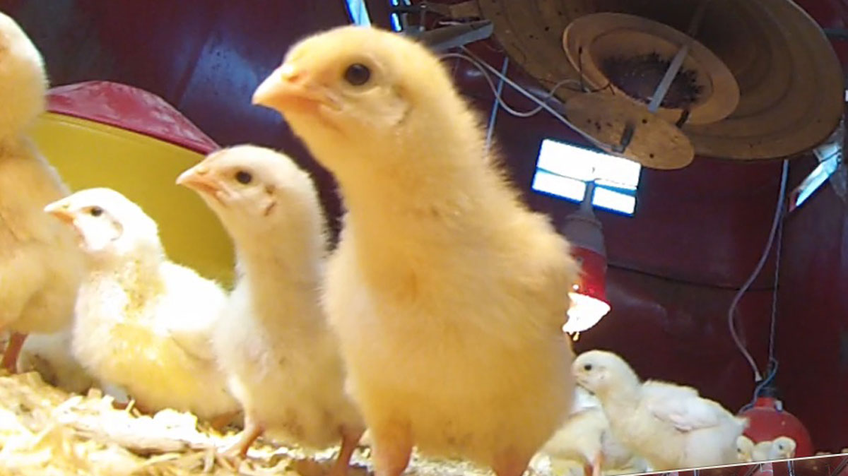 Md. farm offering ‘rentachick’ program WTOP News