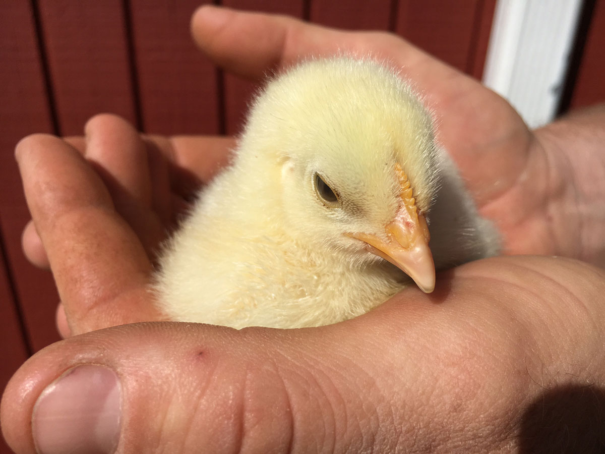 Md. farm offering ‘rentachick’ program WTOP News