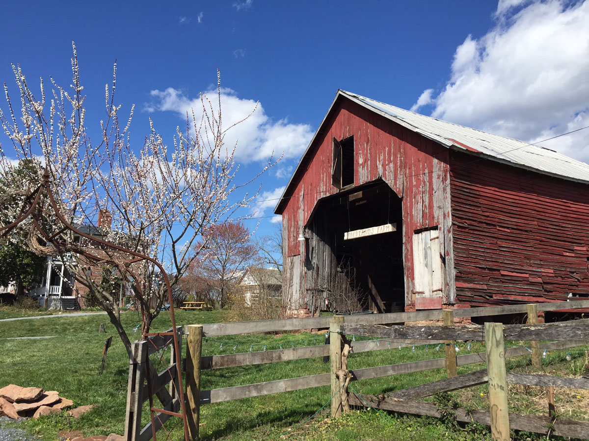 Md. farm offering ‘rentachick’ program WTOP News