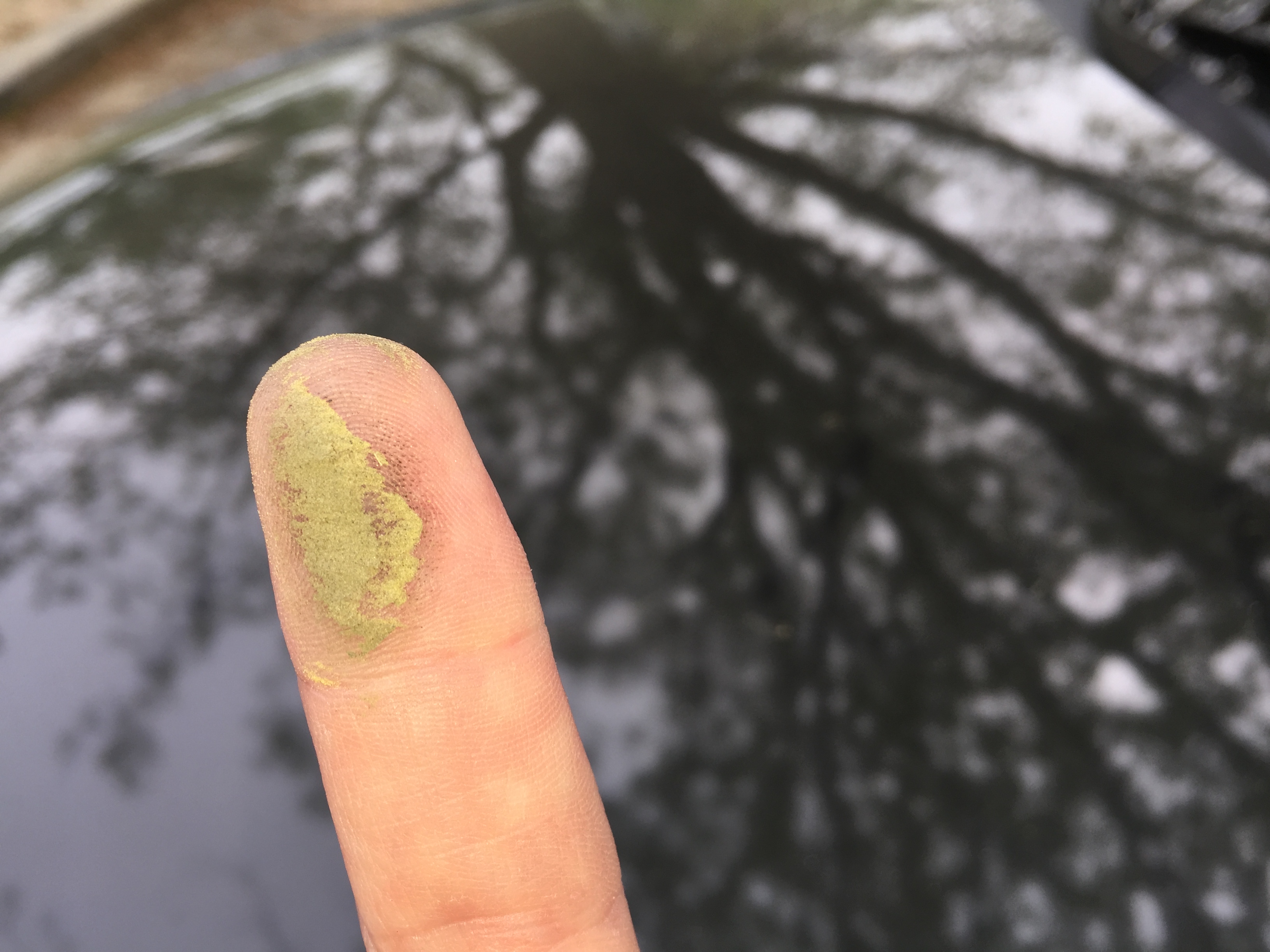 Recordhigh pollen covers part of the region WTOP News