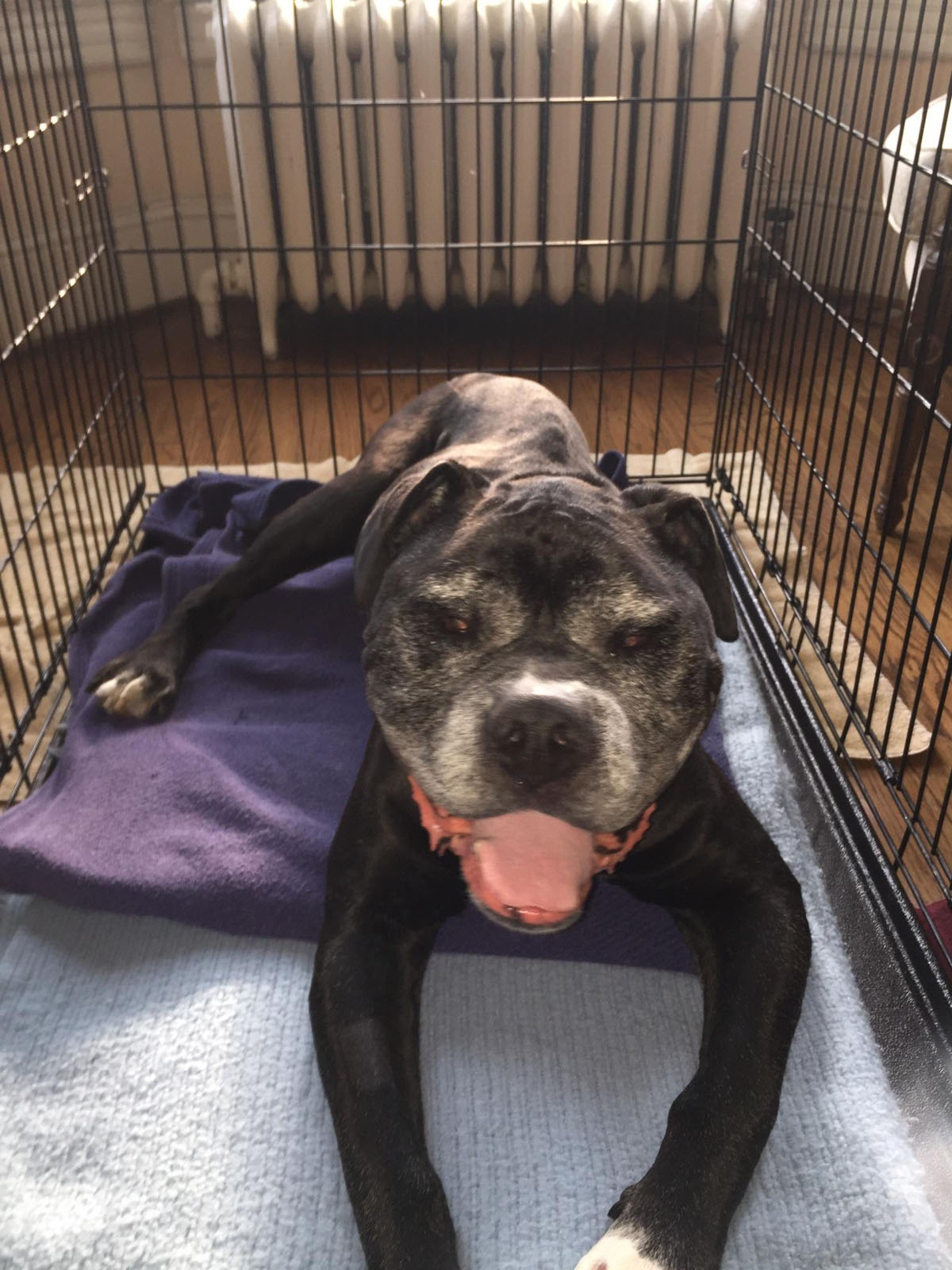 Alexandria animal shelter faces long hot weekend WTOP News