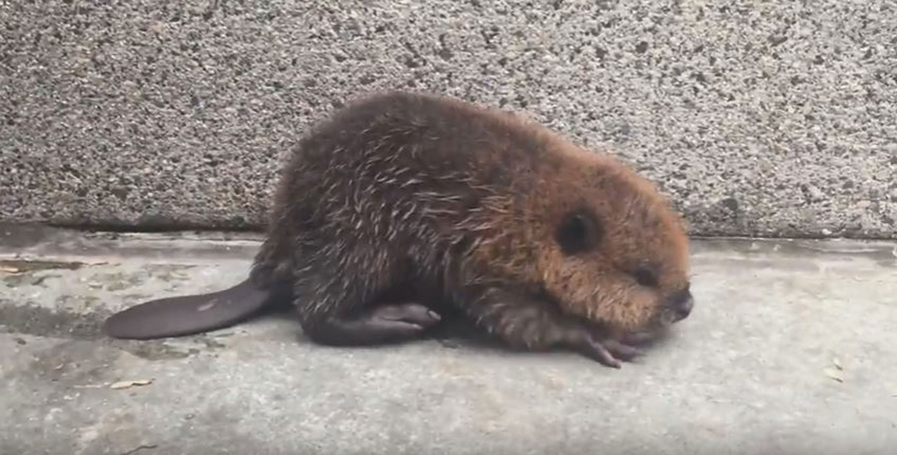 D.C.area residents help lost baby beaver at Metro station (Video) WTOP