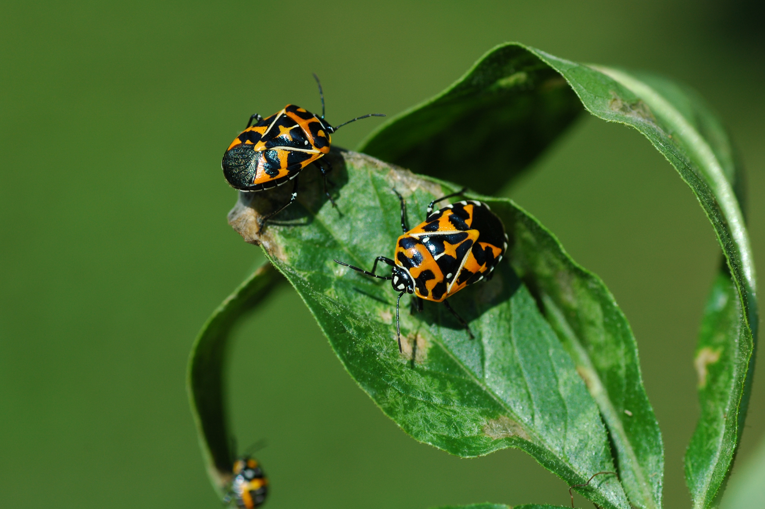Mild winter means an especially buggy spring WTOP