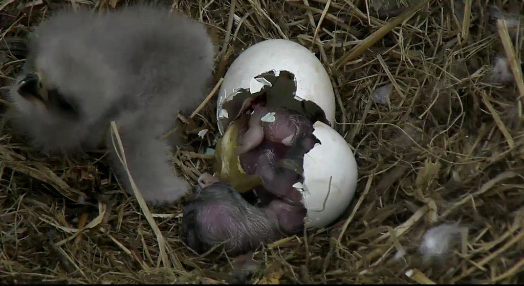 Second baby eagle hatches at National Arboretum WTOP News