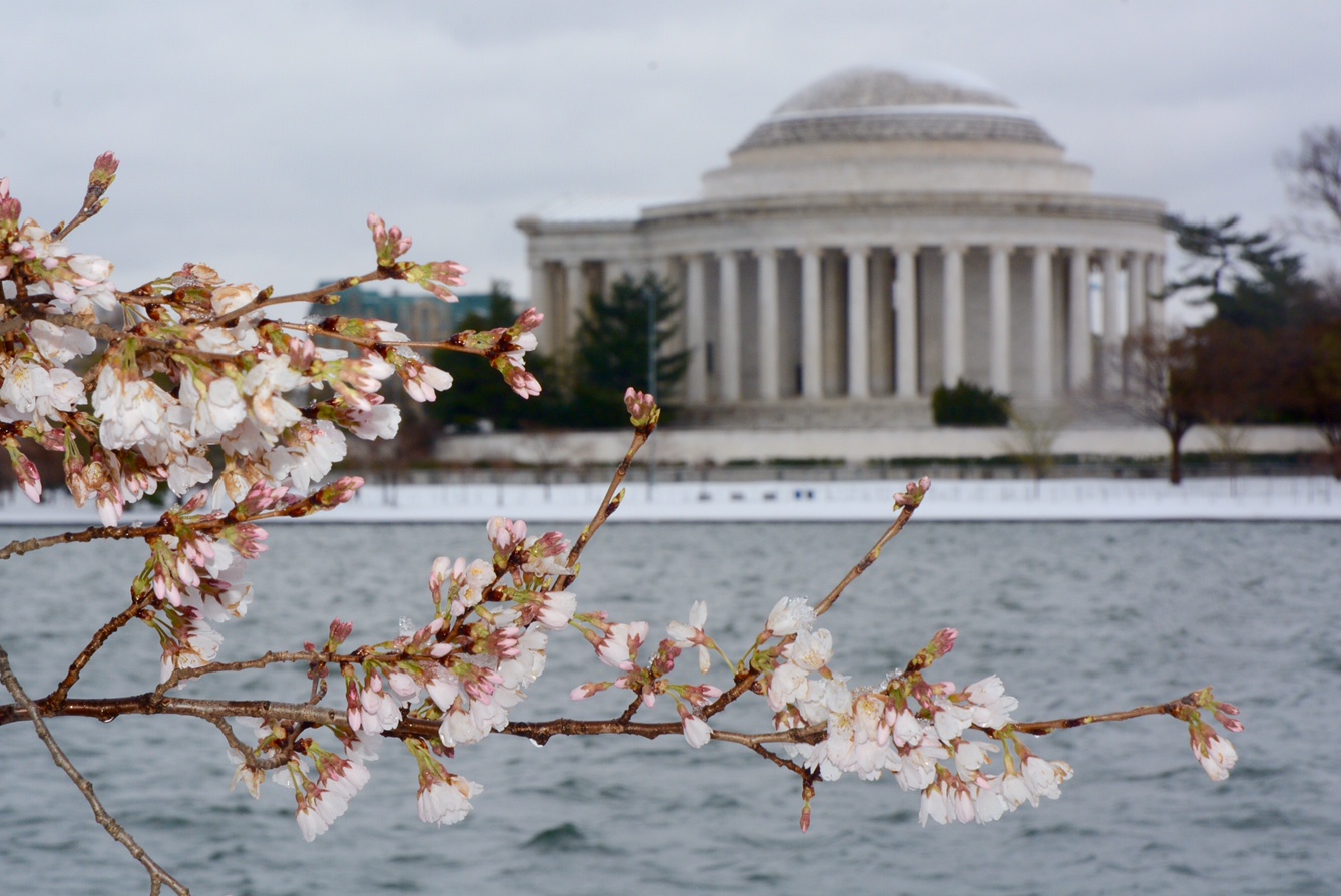 National Cherry Blossom Festival April 16, 2023