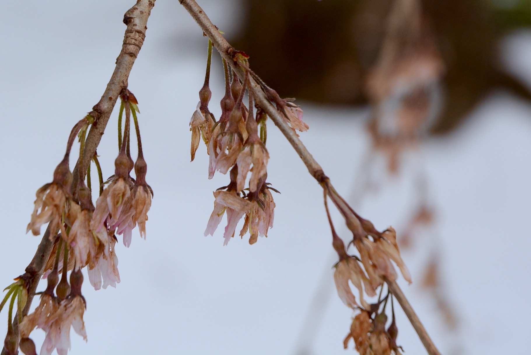 Photos 2017 cherry blossoms around DC WTOP News