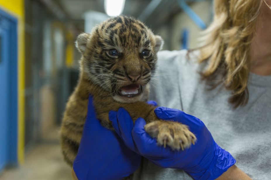 Tiger cub is a boy! Or so it appears, says National Zoo WTOP