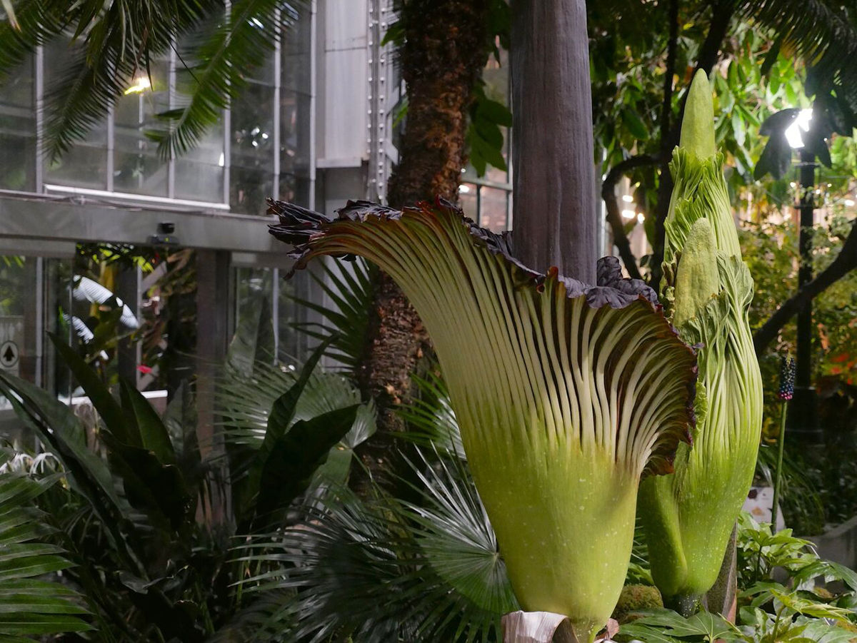 First of 3 corpse flowers blooms in DC WTOP News