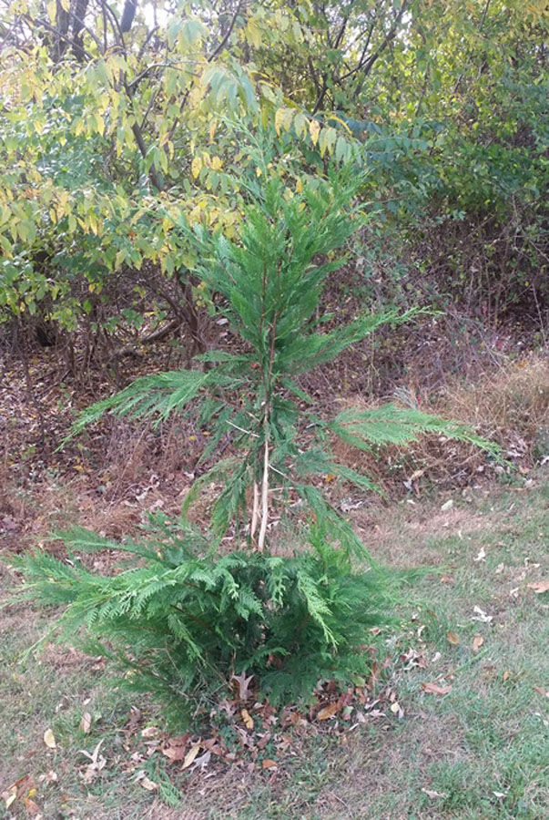 How to deal with deer in your garden; tips for roses WTOP News