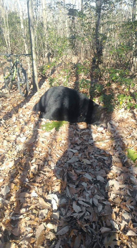 Police search for killer of beloved Maryland bear WTOP News