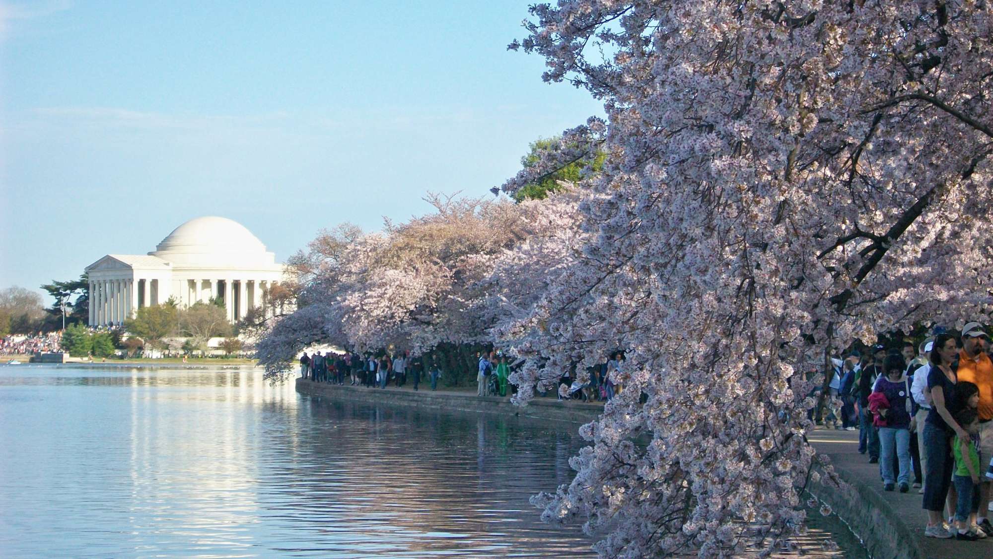 History behind DC’s cherry blossoms began years before trees ever took