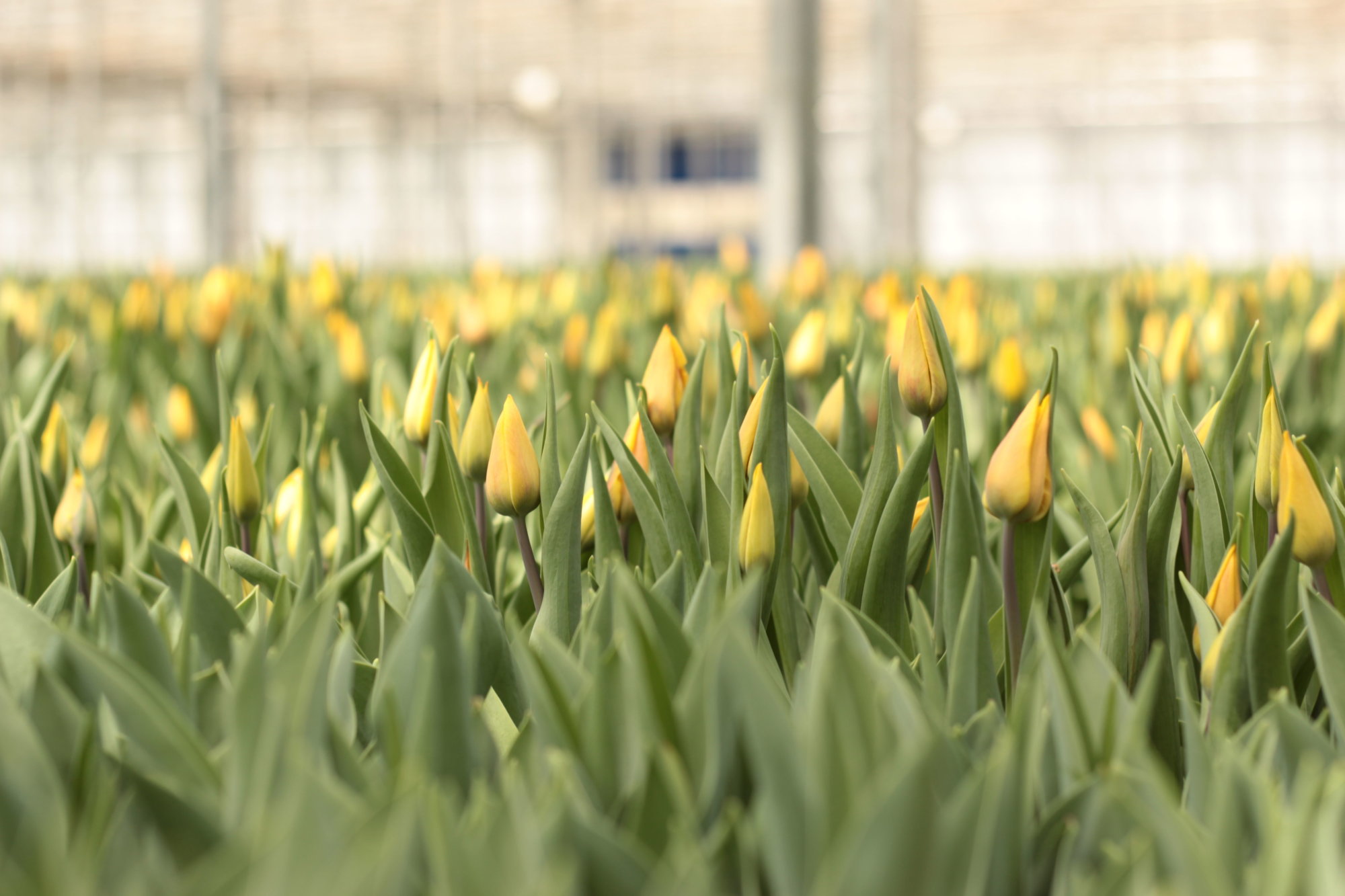 40,000 tulips go on display in downtown DC WTOP