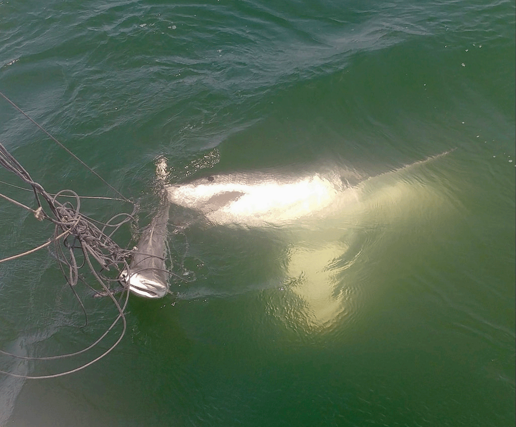 Researchers catch shark in Virginia before bigger shark arrives and