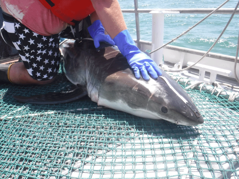 Researchers catch shark in Virginia before bigger shark arrives and