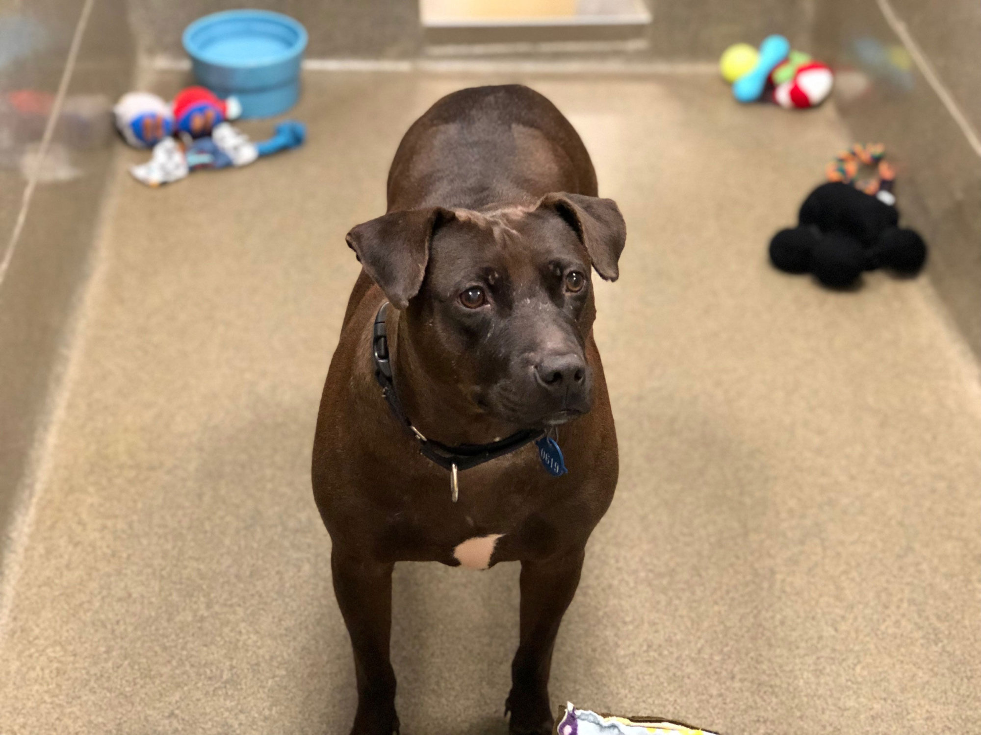 In DC area, Black Friday bargains included breaks on pet adoption fees