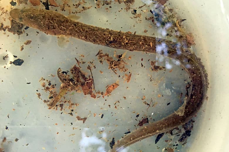 Heelo there Rare find in one Rock Creek Park stream — the American