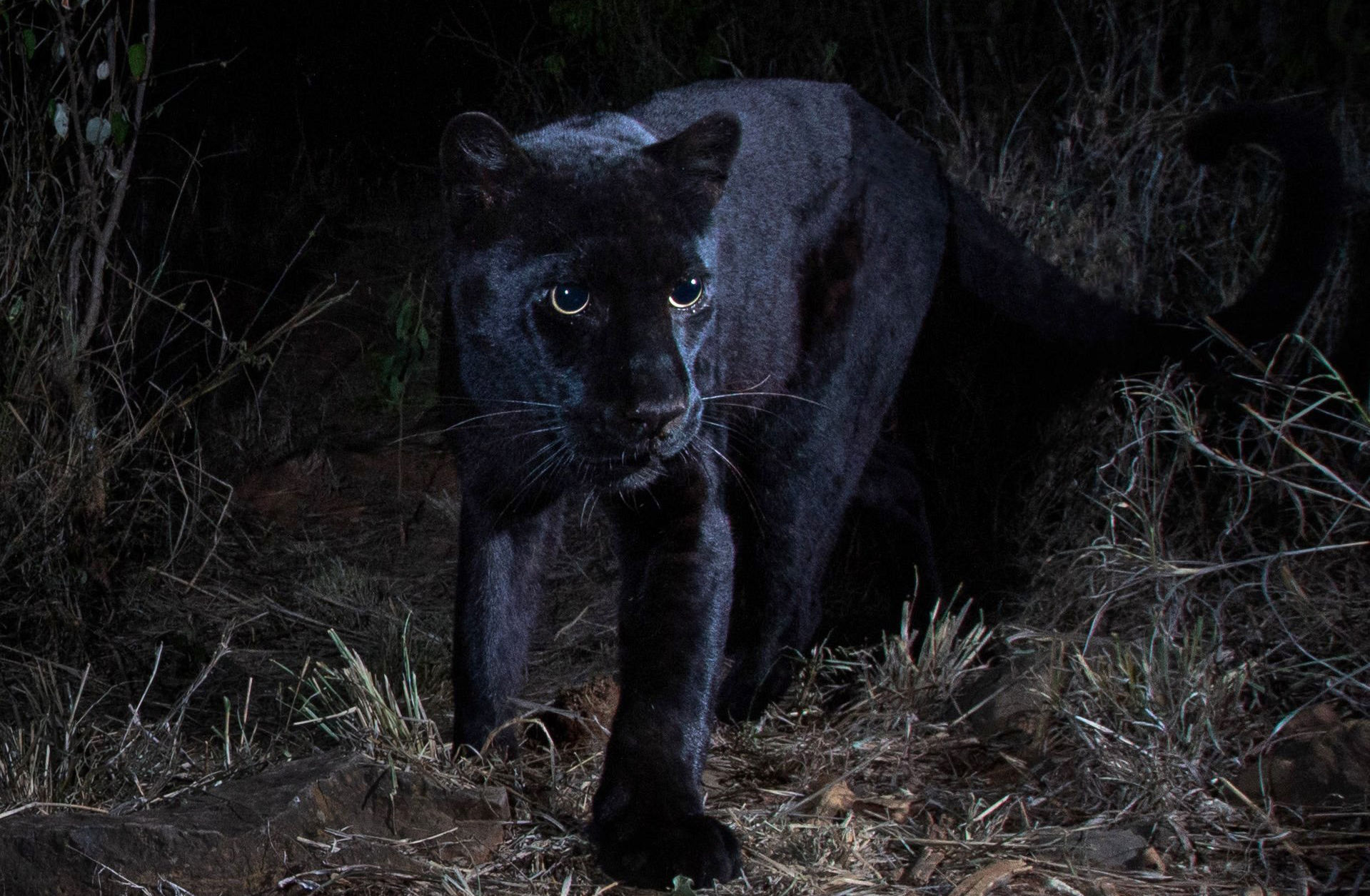 African black leopard photographed for the 1st time in over 100 years