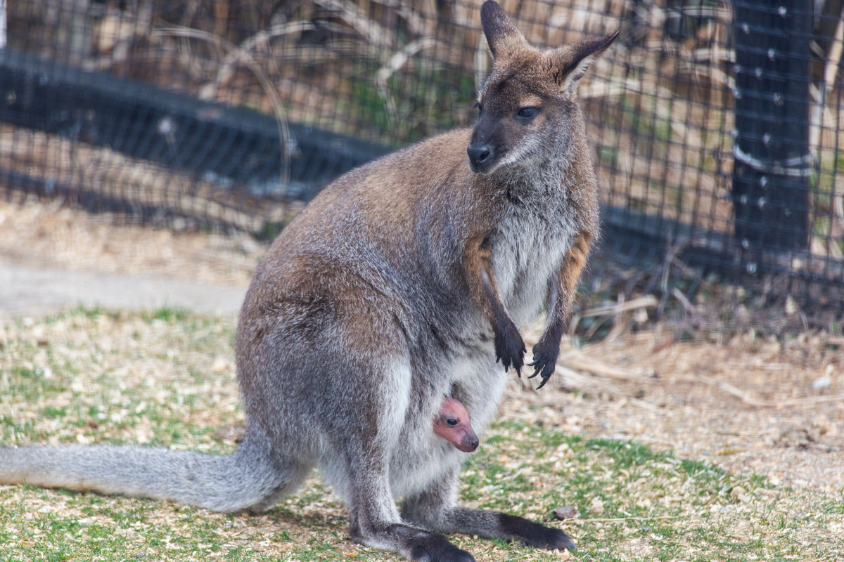 Newborn Wallaby