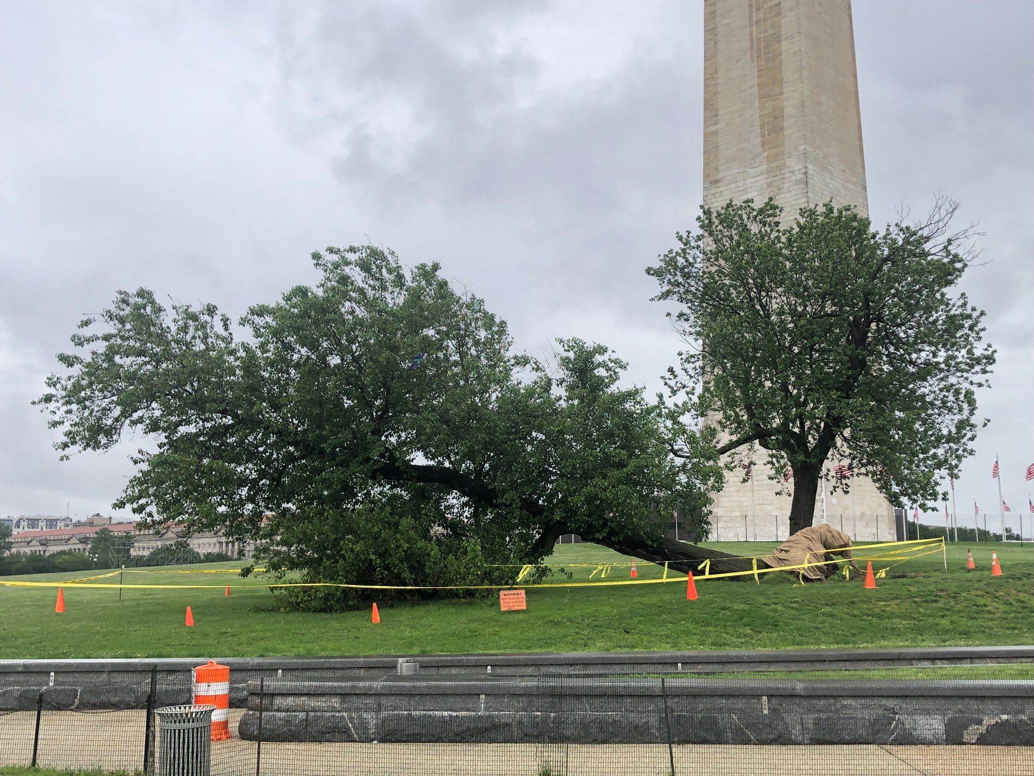 Historic mulberry tree falls on grounds of Washington Monument WTOP News