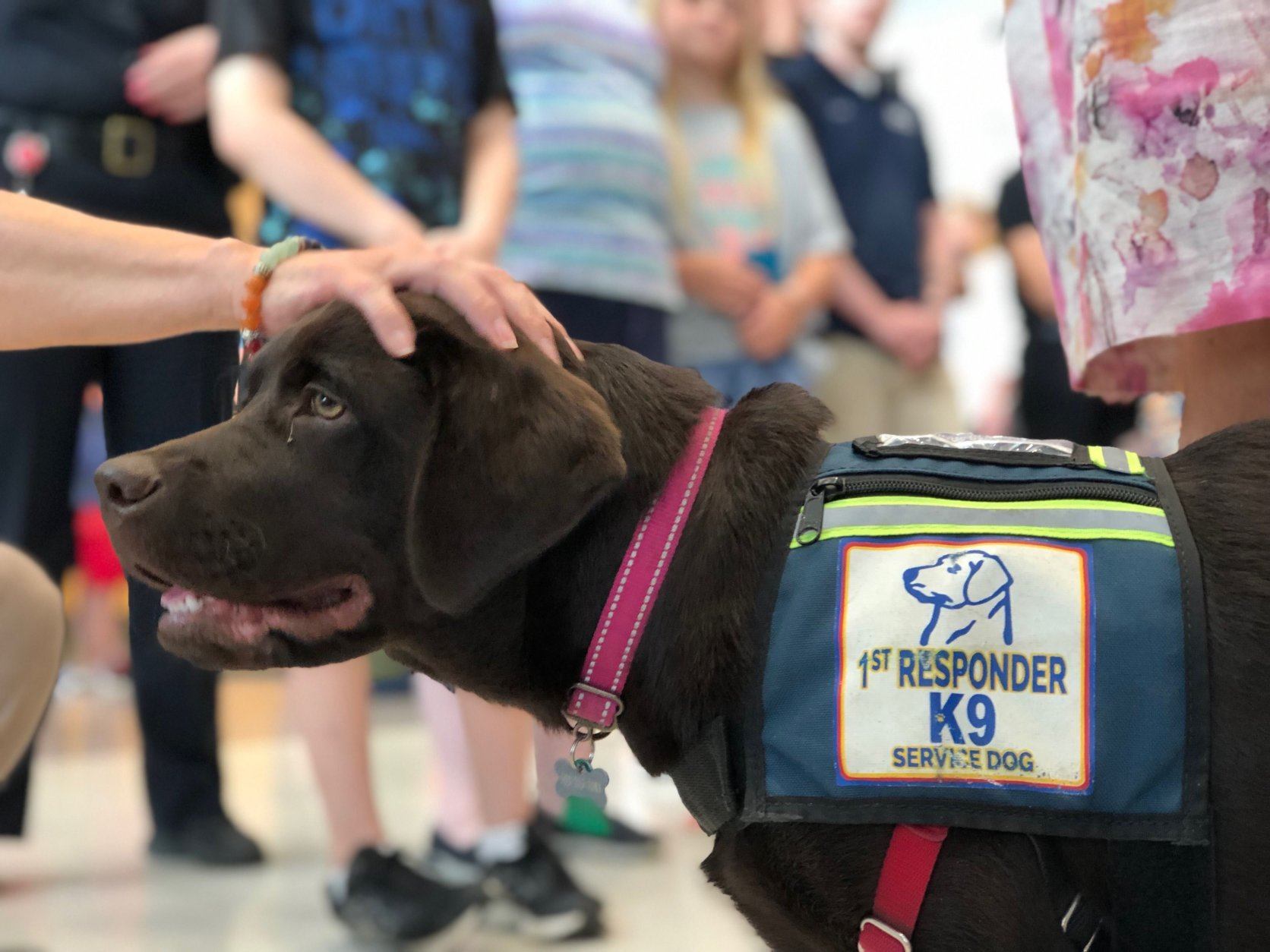 New police dogs take on unique job in Fairfax County WTOP News