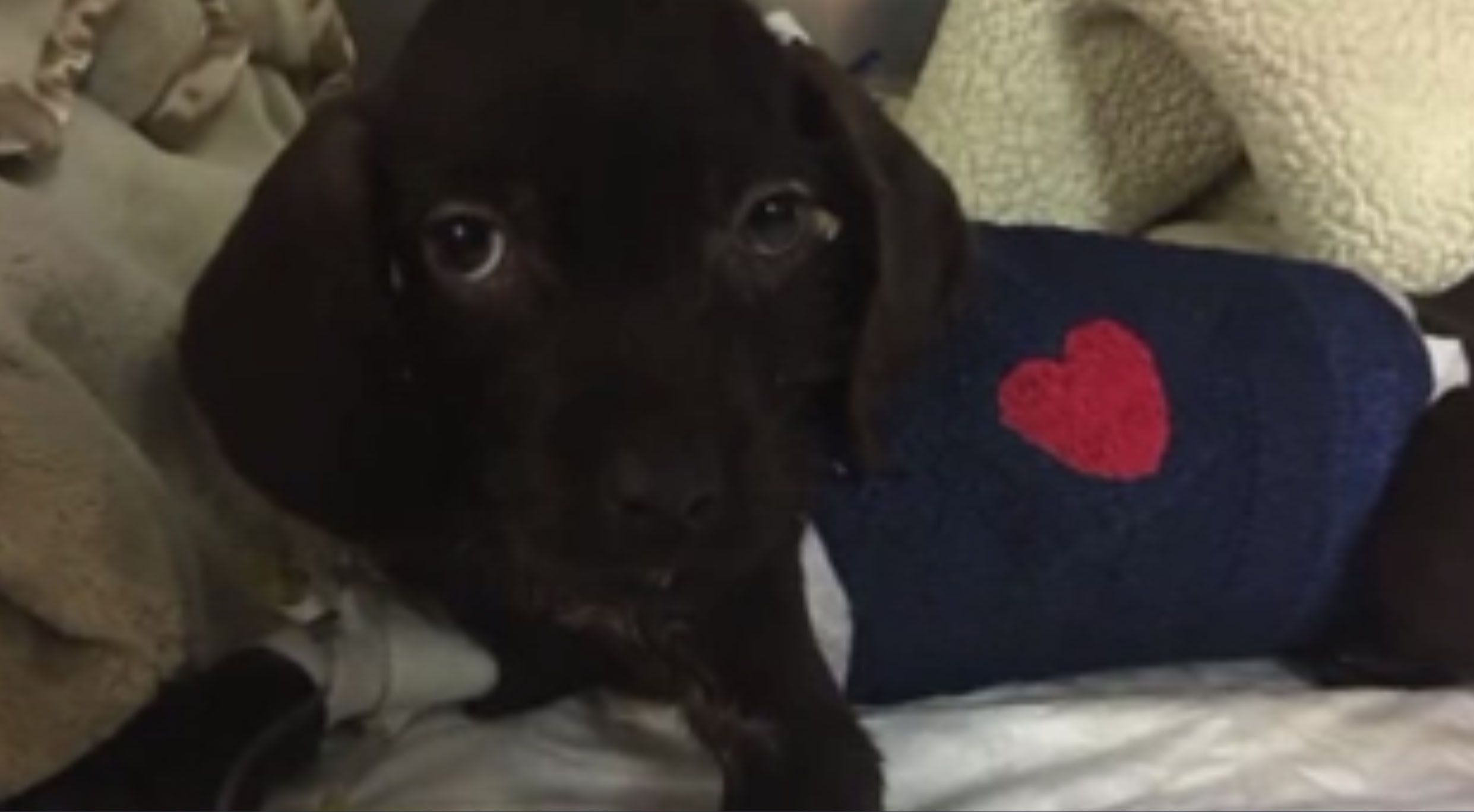 Puppy undergoes lifesaving open heart surgery WTOP News
