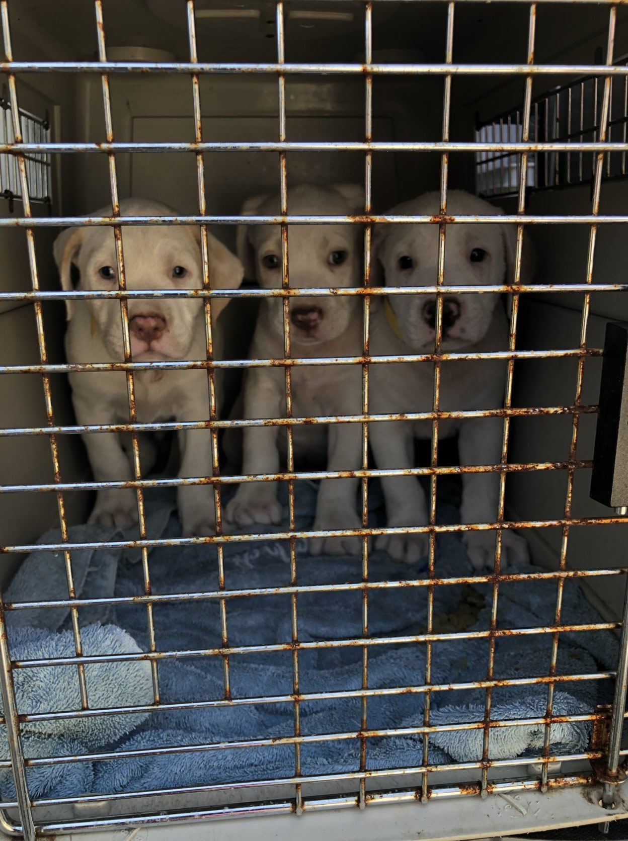 42 cats, dogs from South Carolina up for adoption after Dorian WTOP News