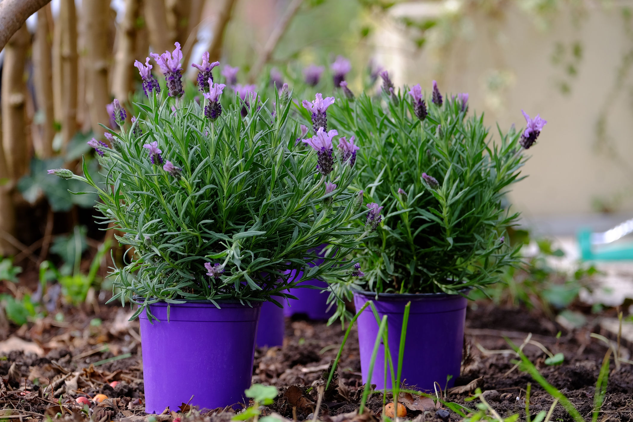 Garden Plot Don’t leave plants in pots outdoors over winter WTOP News