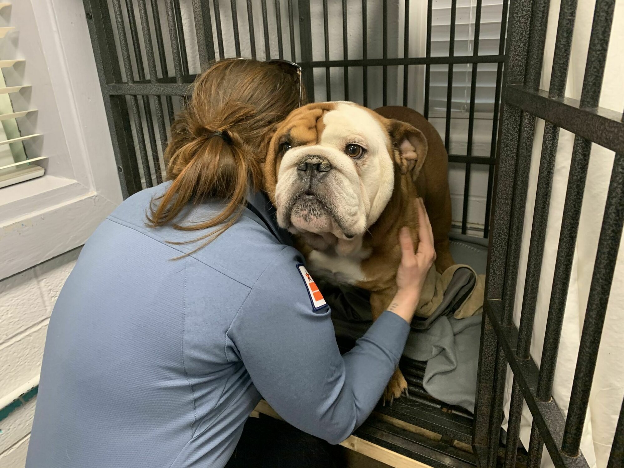 Bulldog stolen from DC home reunited with owner WTOP News