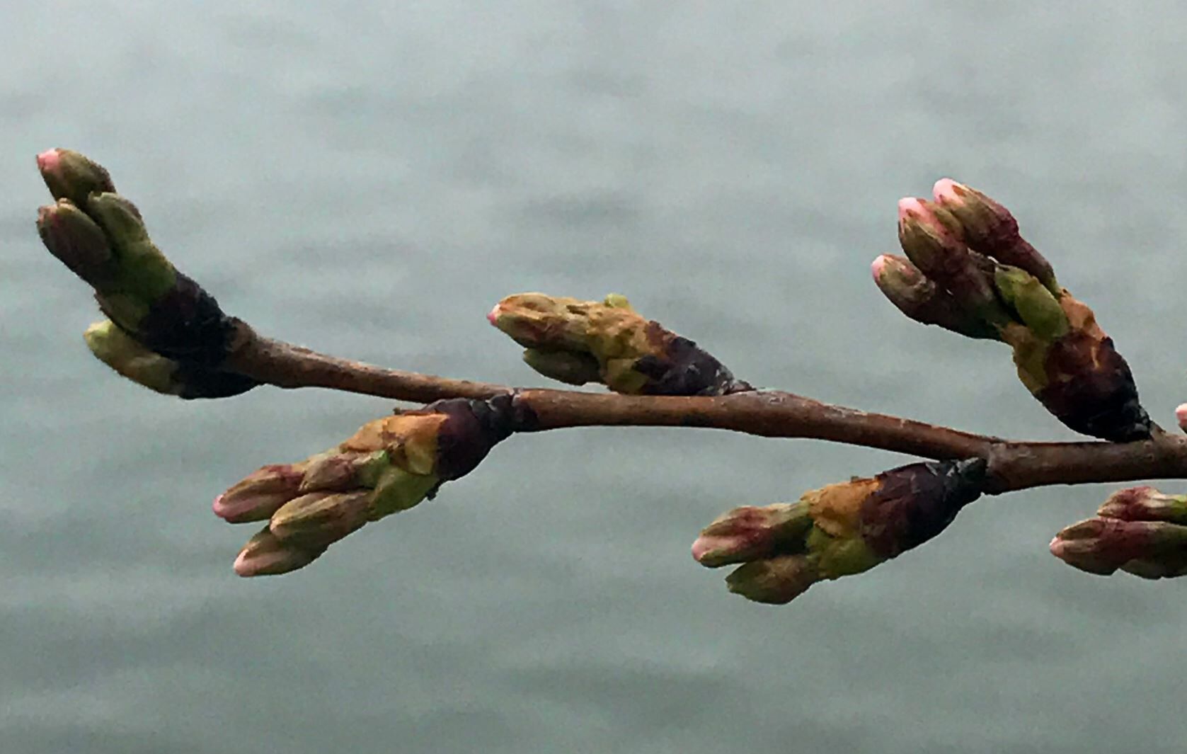 DC cherry blossoms’ stages of bloom WTOP News