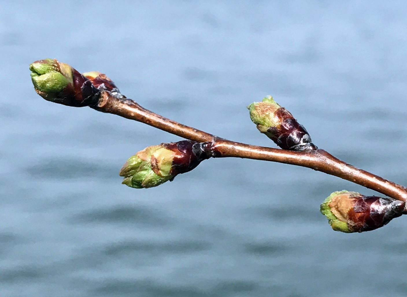 DC cherry blossoms reach 2nd stage of bloom WTOP News