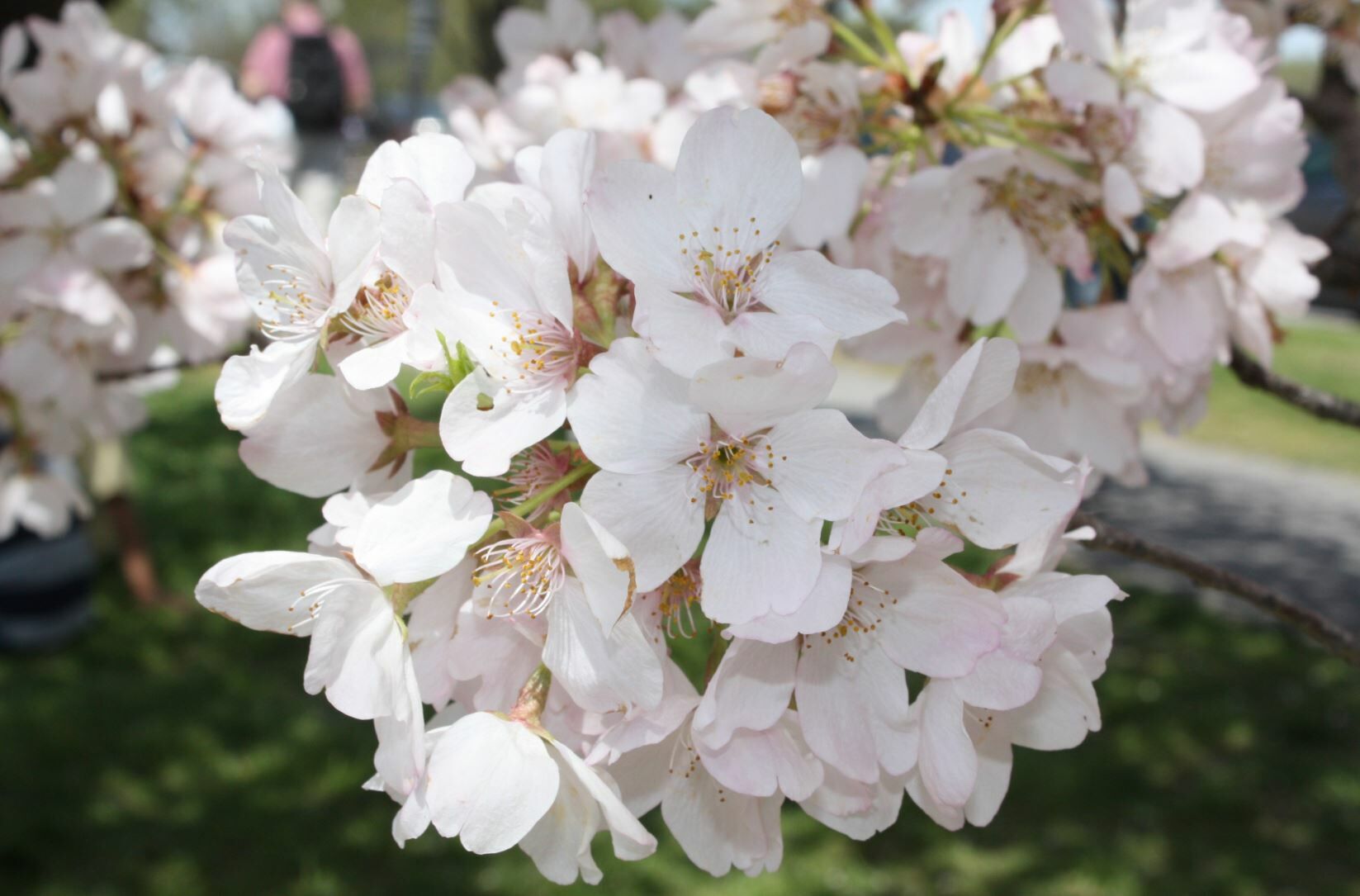 DC cherry blossoms’ stages of bloom WTOP News