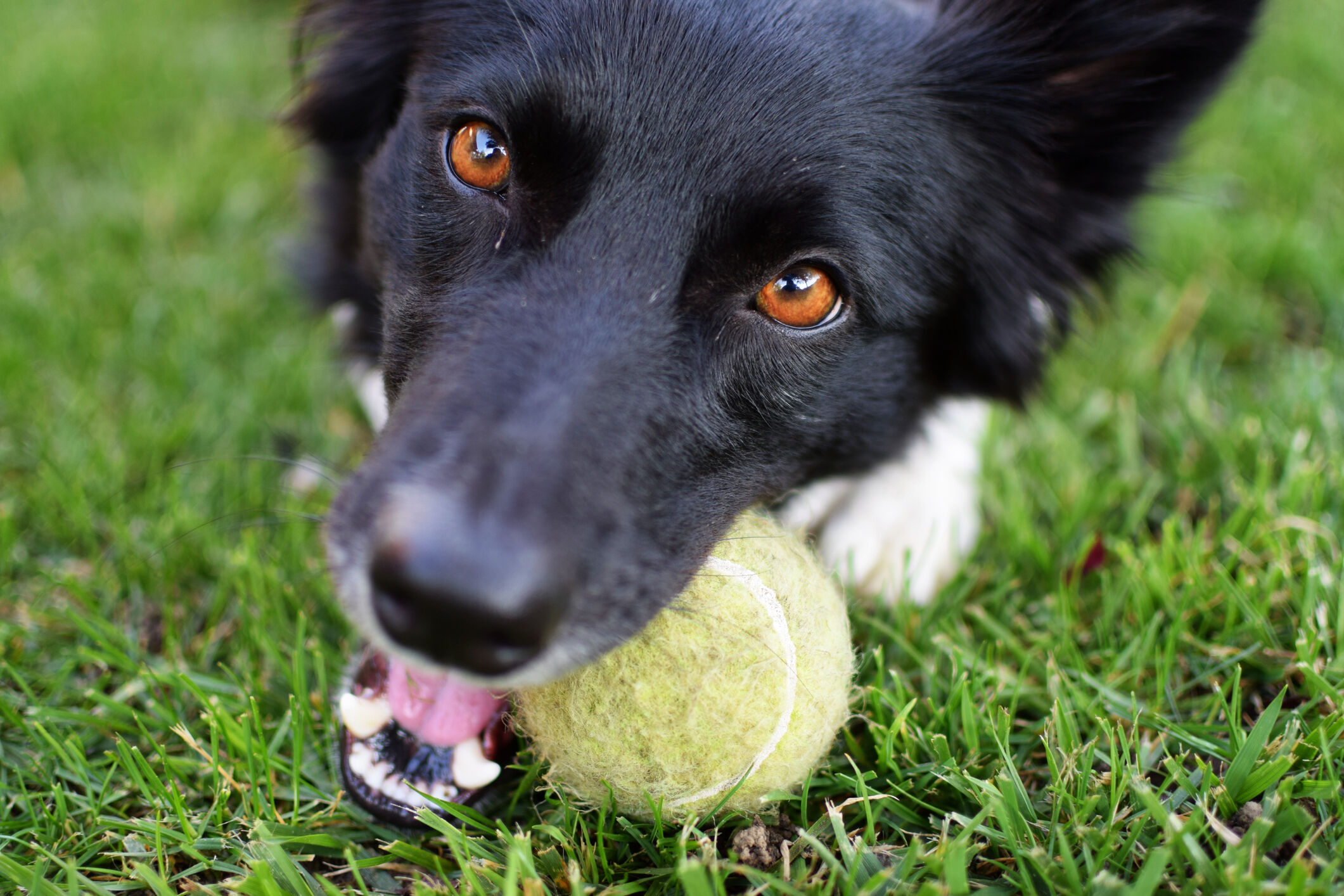 Rocky Animal Hospital Staff All Things About Pets
