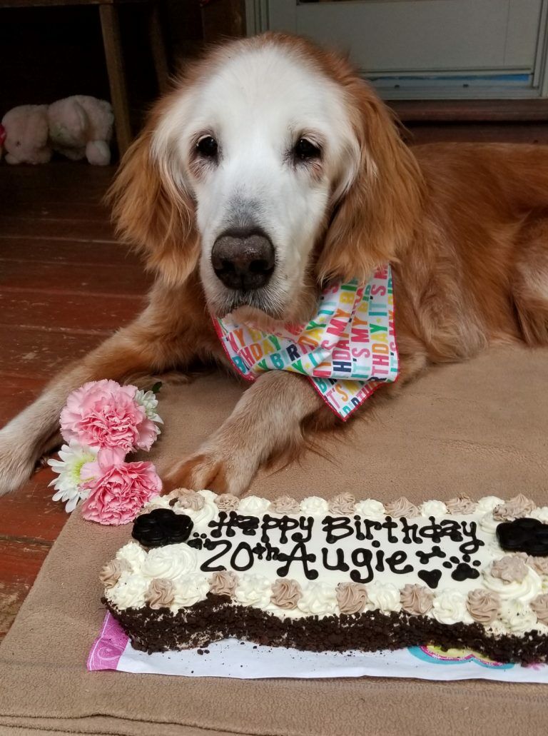 Oldest golden retriever in history celebrates 20 years WTOP News