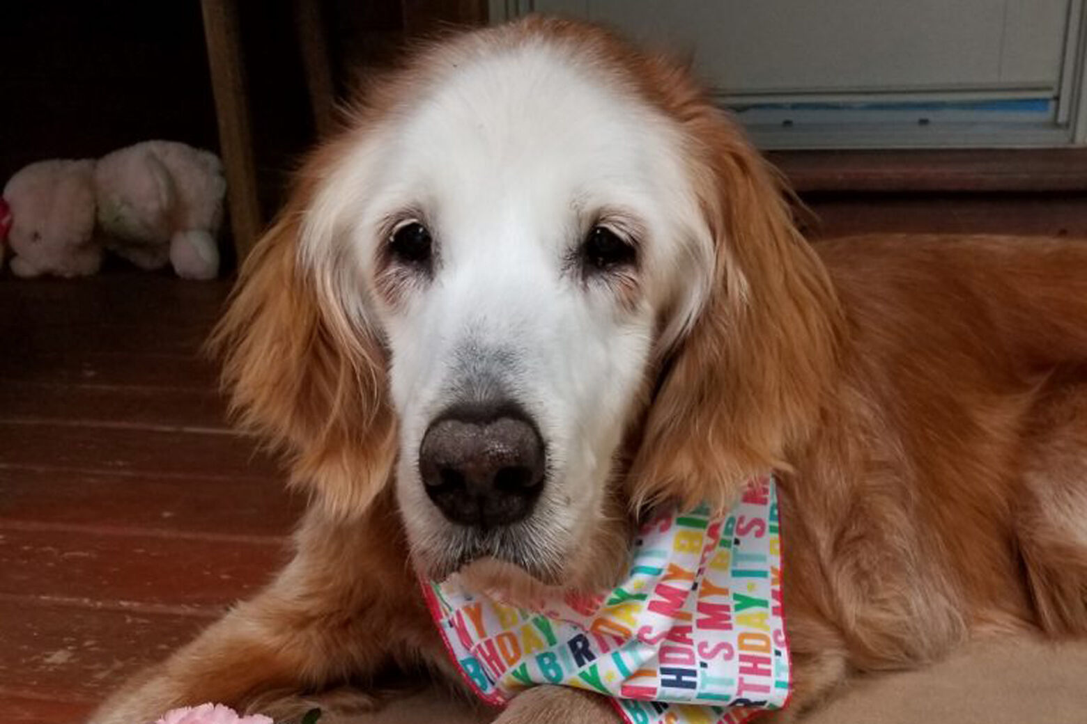 Oldest golden retriever in history celebrates 20 years WTOP News