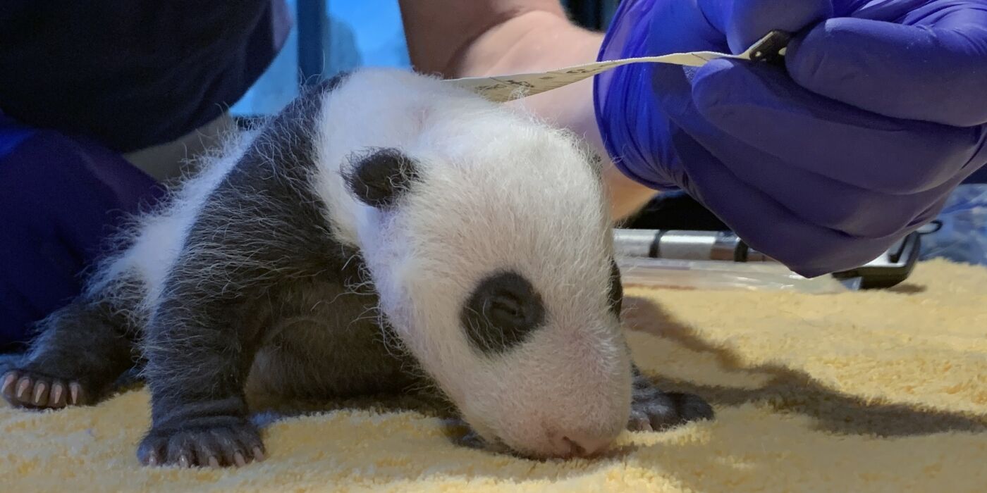 WATCH National Zoo’s panda cub gets first vet exam WTOP News