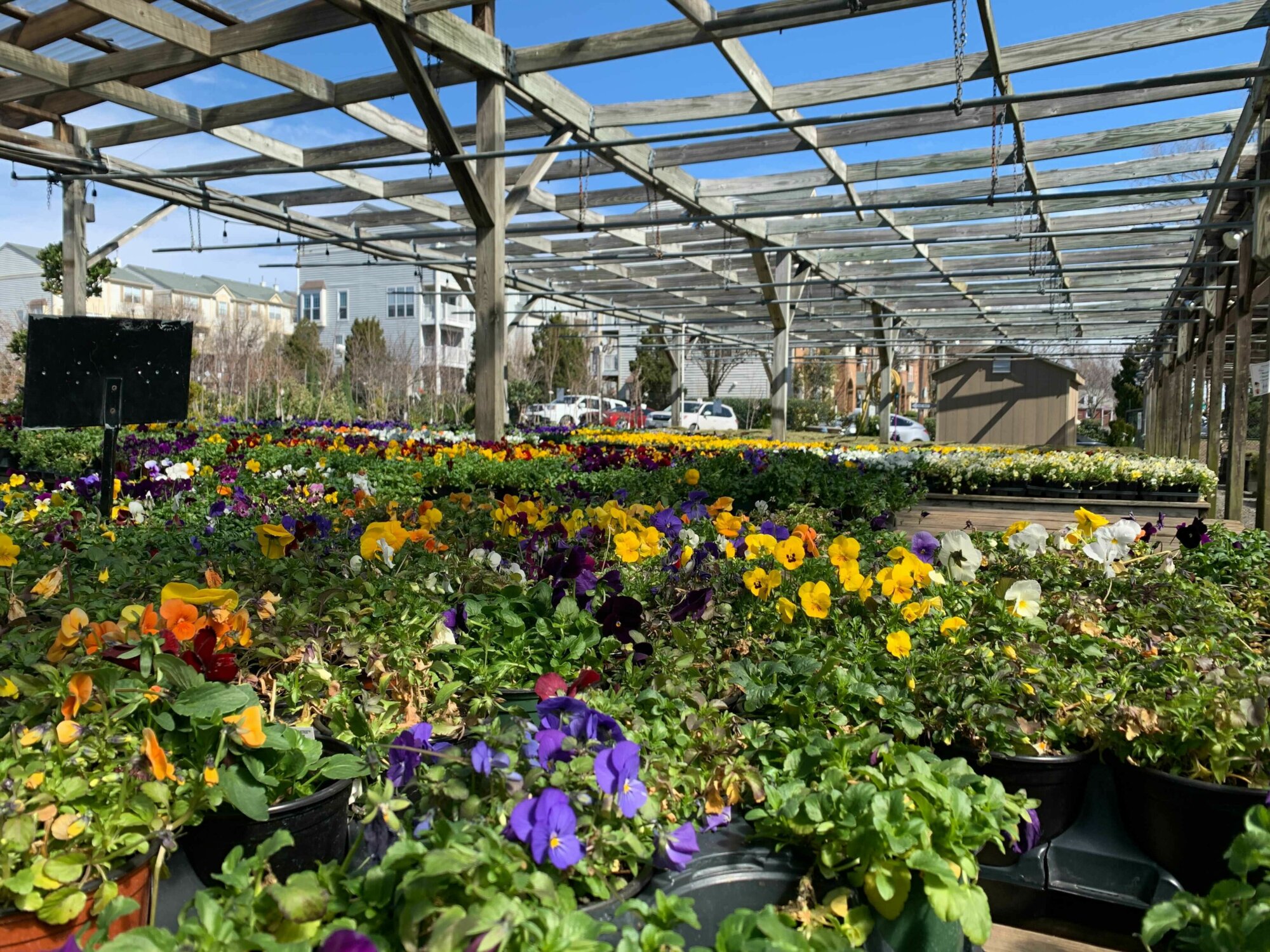 Virginia gardening expert on waking up your garden this spring WTOP News