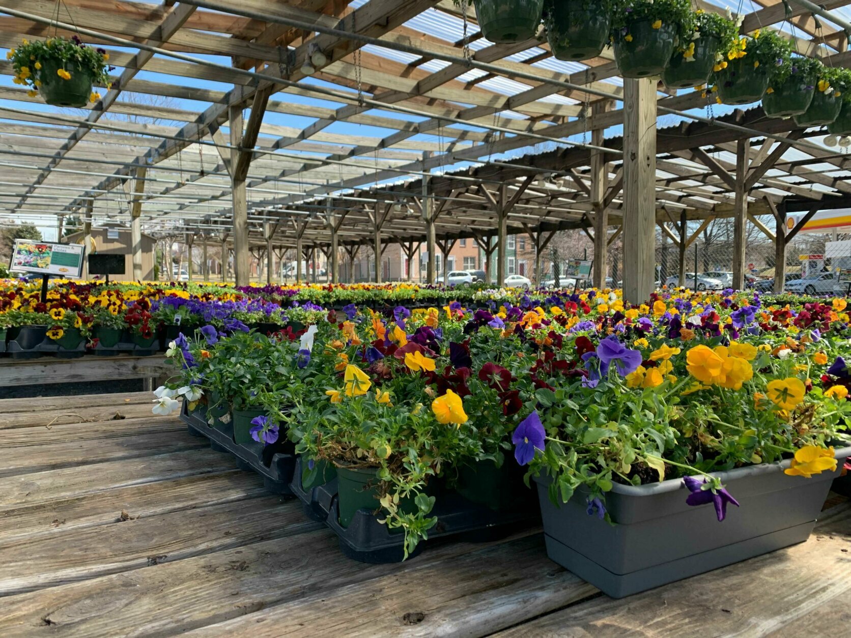 Virginia gardening expert on waking up your garden this spring WTOP News