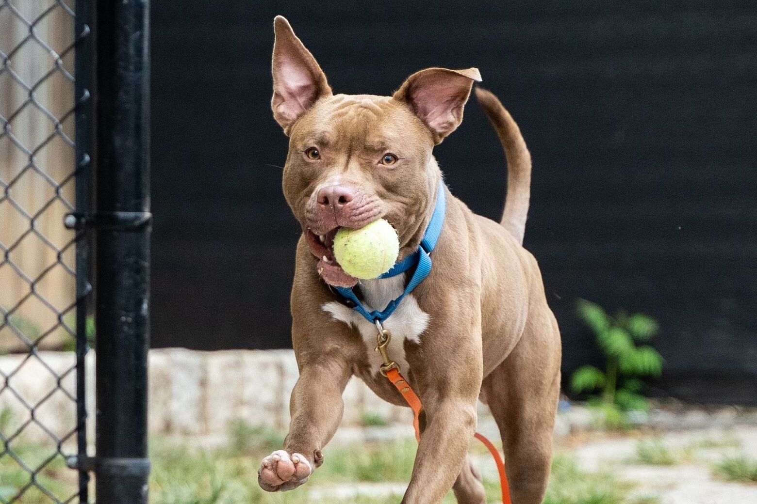 Are Dogs Allowed In Dc Metro