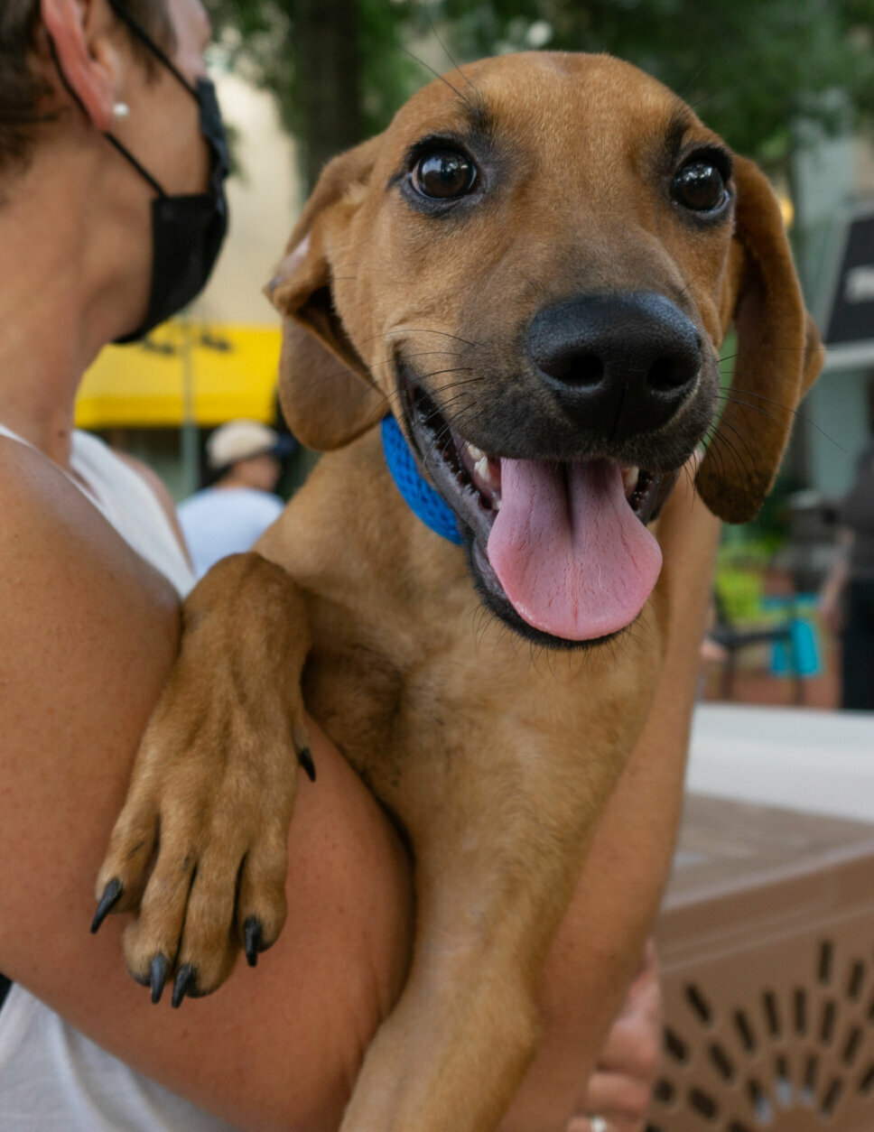 The Animal Rescue in Arlington provides shelter for dogs killed by Hurricane Ida. are affected
