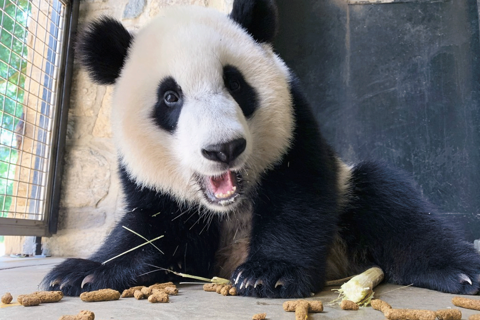 VIDEO National Zoo panda bubble bath turns into playful wrestling
