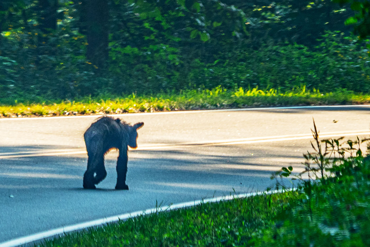 Northern Virginia sees alarming rise of mange in black bears WTOP News
