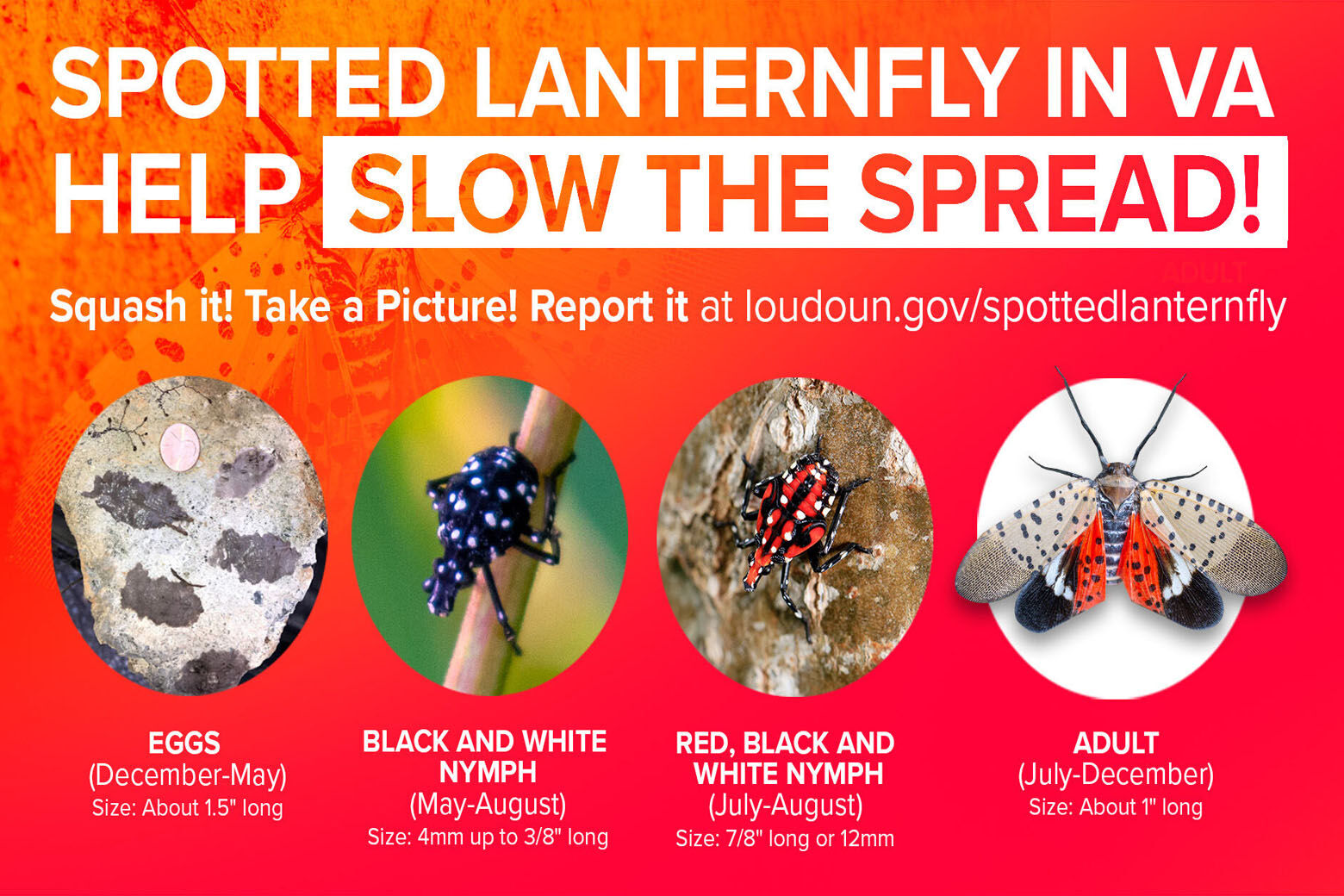 Invasive lanternfly found in Loudoun County WTOP News